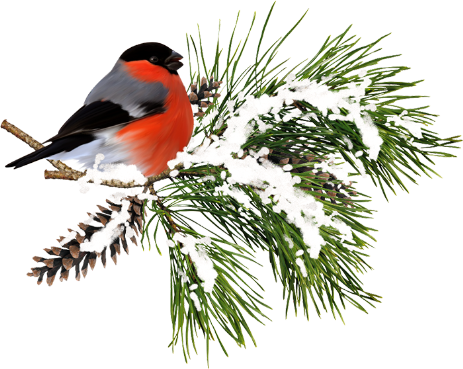 Февральские напевы